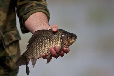 В Ярославской области  ввели ограничения на лов рыбы 