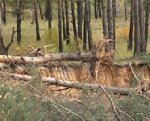 НТМ. 28 сентября 2011.Незаконно вырубают лес
