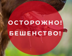 Внимание Бешенство!